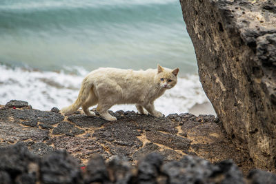 Cat lying on rock by sea