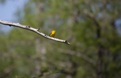 Prothonotary warbler protonotaria citrea perched on a tree limb