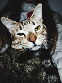 Close-up portrait of cat