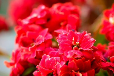 Close-up of red flowering plant