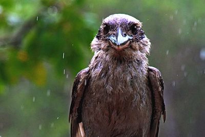 Close-up portrait of owl perching outdoors