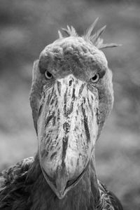 Close-up portrait of owl
