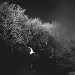 View of birds perching on tree in lake