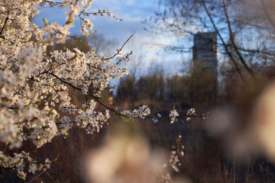 Close-up of plant against blurred background