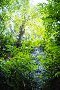 Scenic view of forest