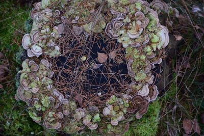 Close-up of fresh green field