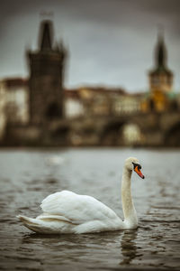 Close-up of swan in lake