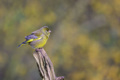 Close-up of bird perching on branch