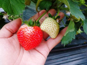 Close-up of hand holding strawberries