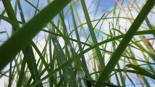 Low angle view of grass against sky