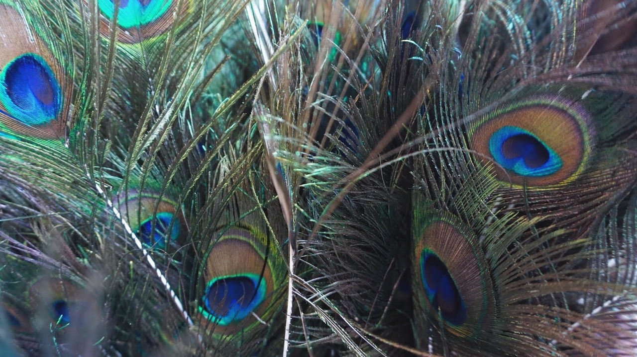 CLOSE-UP OF PEACOCK FEATHER ON FEATHERS