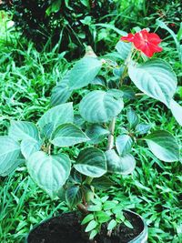 Close-up of flowers blooming outdoors