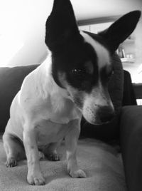 Dog lying on sofa