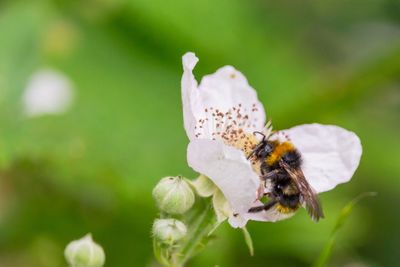 Close-up of insect on flower