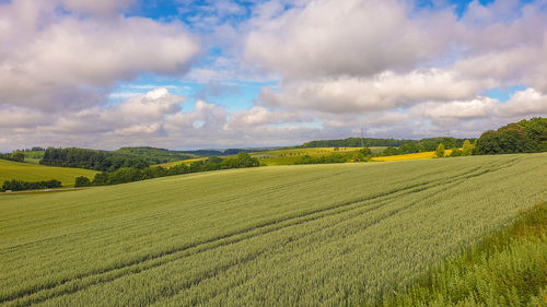 Scenic view of agricultural field against sky