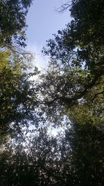 Low angle view of trees in forest against sky