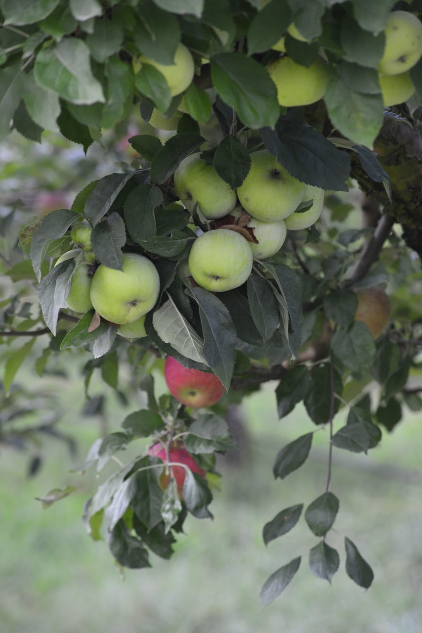 CLOSE-UP OF BERRIES ON TREE