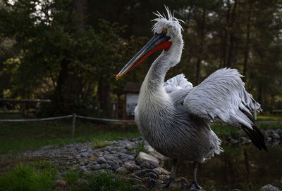 Close-up of pelican