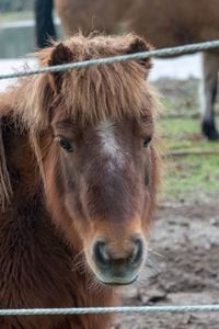 Close-up portrait of a horse on field