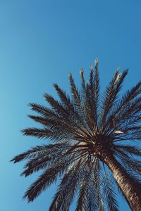 Low angle view of palm tree against clear blue sky