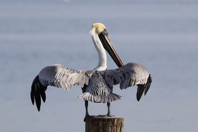 Bird perching on wooden post in lake