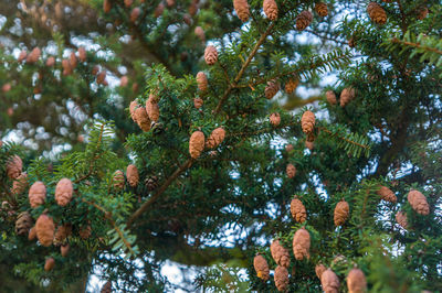 Low angle view of pine tree