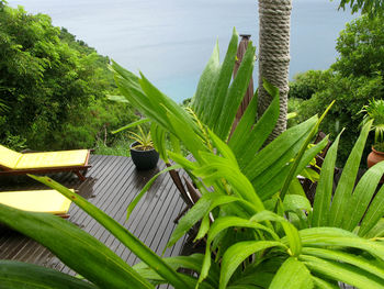 High angle view of fresh green plants in water