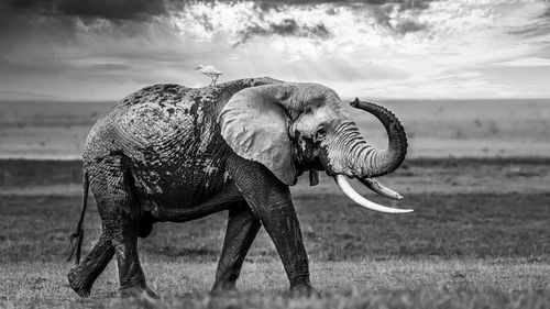 Side view of elephant on field against sky