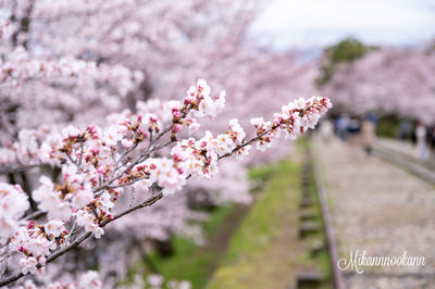 flowering plant