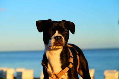 Close-up portrait of dog at beach against clear sky