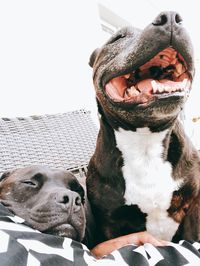 Close-up of dog looking at home