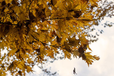 Low angle view of tree against sky