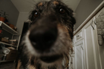 Close-up portrait of dog at home