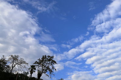Low angle view of trees against blue sky