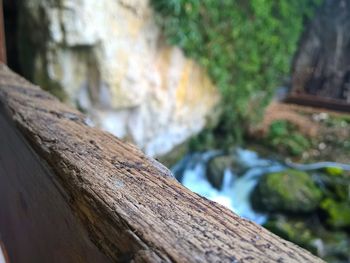 Close-up of rock on tree