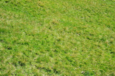 Full frame shot of grassy field