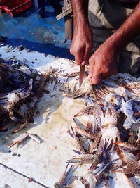 Low angle view of person preparing fish for sale at market