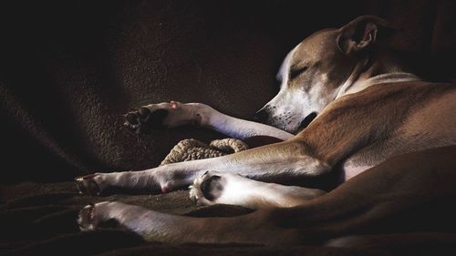 Dog sleeping on bed