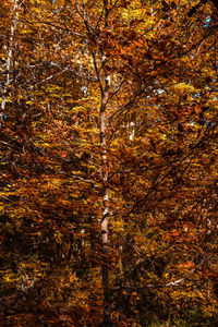 Full frame shot of autumnal trees