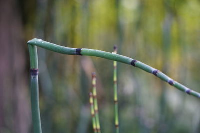 Close-up of barbed wire on plant