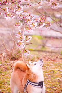 View of dog on flower