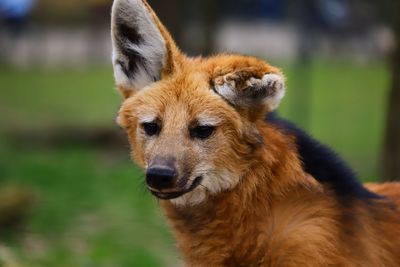 Close-up of maned wolf looking away