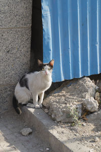 Cat on wall