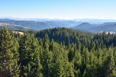 Scenic view of forest against clear sky