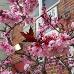 Low angle view of pink flowers