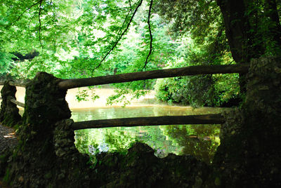 Trees by lake in forest