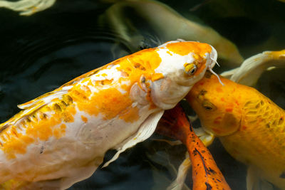 Close-up of fish swimming in sea