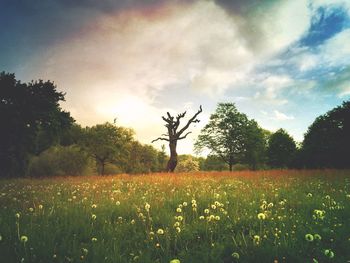 Scenic view of field against cloudy sky