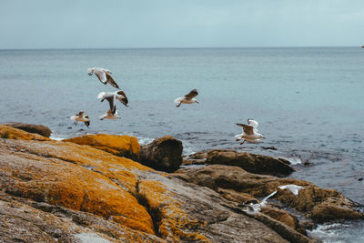 Seagulls on rock in sea against sky