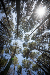 Low angle view of trees against sky